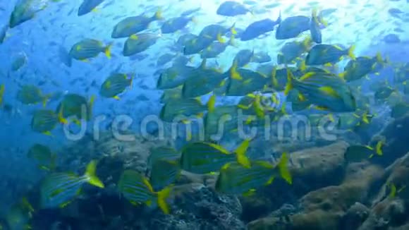 在巴西的水下拉杰德桑托斯视频的预览图