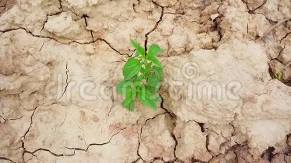 夏季在干裂粘土中生长的绿荨麻植物视频的预览图
