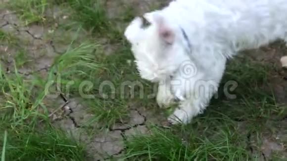 白狗从脸上探出头来视频的预览图
