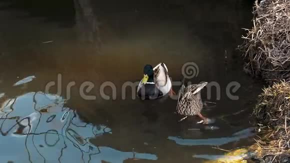 野鸭在池塘岸边的天然栖息地的配对视频的预览图