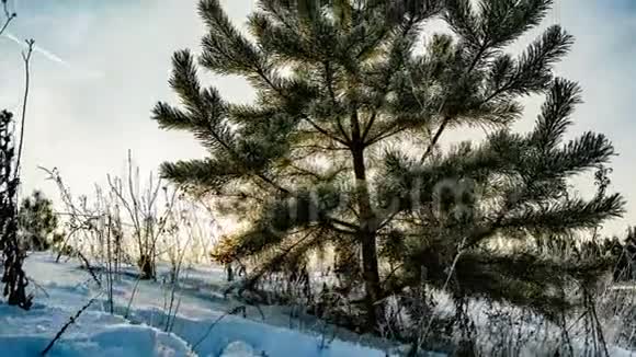 一幅美丽的冬日风景一棵年轻的松树在美丽的冬日天空的背景下流逝视频的预览图