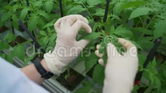 一位女农学家在温室里走来走去写下关于西红柿的数据番茄叶片的护理视频的预览图