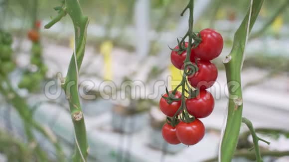 手从灌木丛中摘一个成熟的红西红柿在家种植健康蔬菜视频的预览图