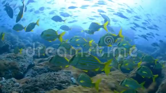 在巴西的水下拉杰德桑托斯视频的预览图