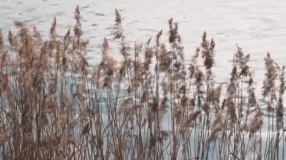 干芦苇在河底的春天里随风摆动视频的预览图
