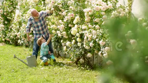 一对父子退休年龄的概念护花和浇水祖父和孙子的肖像视频的预览图