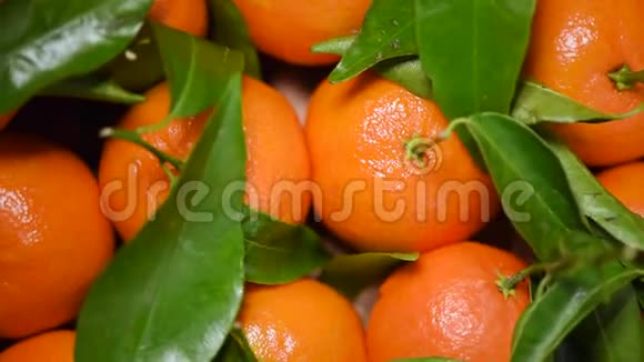 旋转背景上有绿叶和树枝的橘子上景素和生食概念橙果多汁视频的预览图