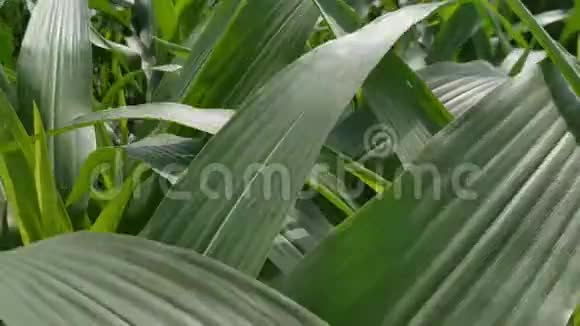 绿色的玉米田风在农场花园里吹来白天的蓝天尼泊尔玉米绿叶视频的预览图