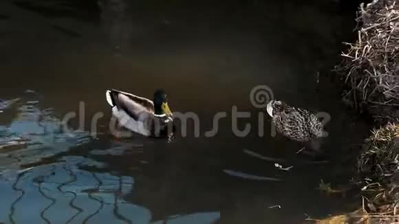 野鸭在池塘自然栖息地的配对视频的预览图