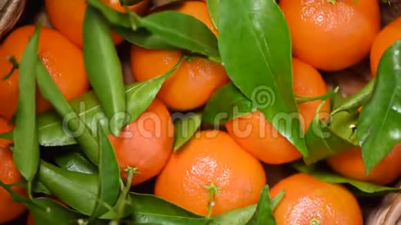 旋转背景上有绿叶和树枝的橘子上景素和生食概念橙果多汁视频的预览图