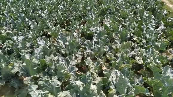 有机农场里的多利卷心菜或花椰菜和傍晚的阳光尼泊尔视频的预览图