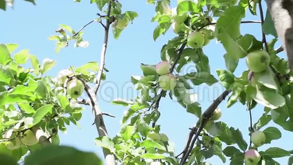 成熟的苹果在树枝上树枝上的苹果汁视频的预览图
