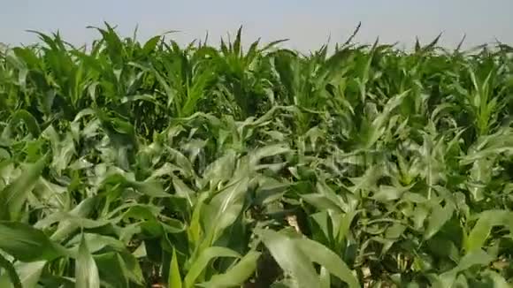 绿色的玉米田风在农场花园里吹来白天的蓝天尼泊尔玉米绿叶视频的预览图