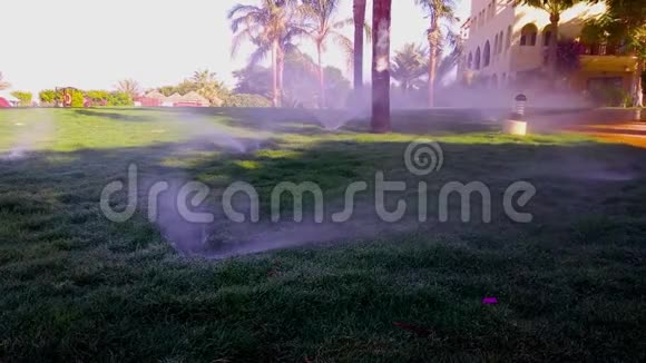 在热带的早晨为绿色的草坪浇水视频的预览图