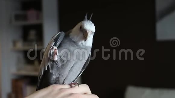 坐在手上的小鹦鹉用脚尖叫客厅视频的预览图