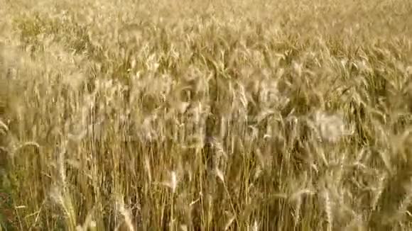 把锅盖在金色的麦田上在风中吹起尼泊尔视频的预览图