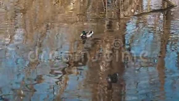 几只野鸭在水上的池塘里游泳夏天在它们的自然栖息地反射视频的预览图