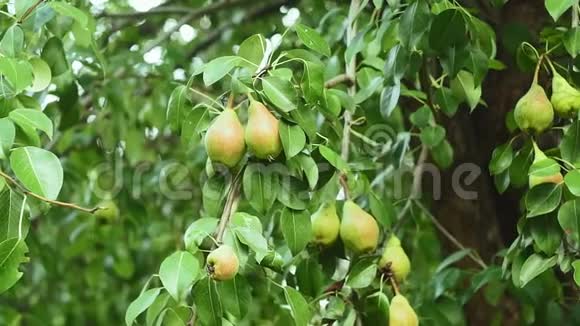 花园里的梨树上挂着成熟的果实梨的特写绿叶背景视频的预览图