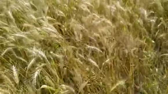 把锅盖在金色的麦田上在风中吹起尼泊尔视频的预览图