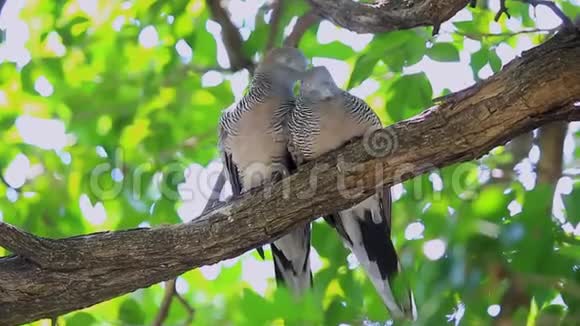 树枝上两只鸽子的性质视频的预览图