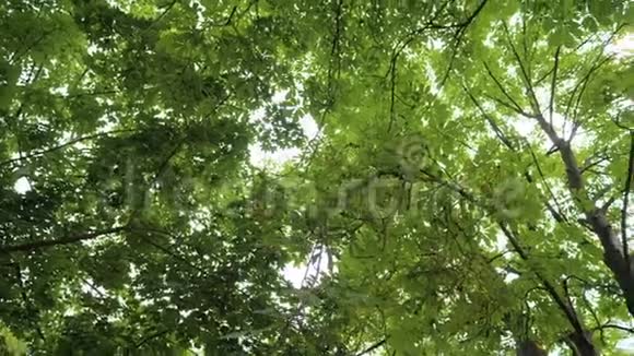 绿色的森林树留下阳光视频的预览图