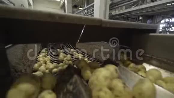 蔬菜土豆在一个大工厂的分拣带上输送收获视频的预览图
