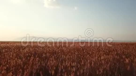 从阿菲昂卡拉希萨尔发射的红芦苇视频的预览图