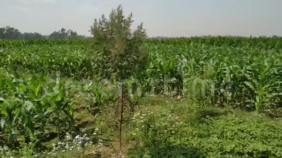 一棵绿树在美丽的视线中在花和空气中挥动背景玉米白云尼泊尔玉米绿色视频的预览图