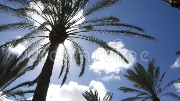 有云的棕榈树视频的预览图