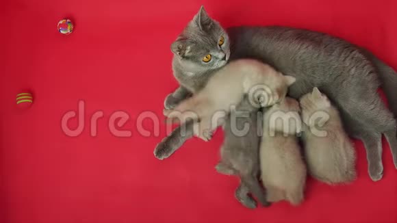 猫在红地毯上哺乳视频的预览图