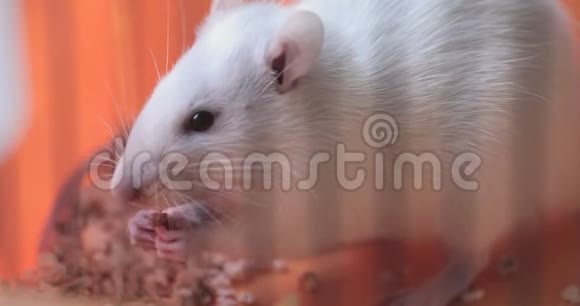 国内白宠鼠吃面包视频的预览图