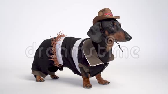 戴着牛仔服装和白色背景上的西帽的达春德狗肖像黑色和棕色视频的预览图