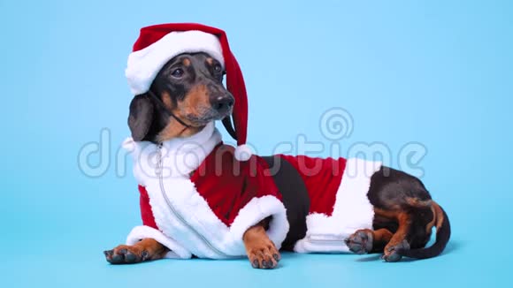 穿着圣诞老人滑稽服装的一头黑色棕褐色小猎犬躺在蓝色的背景上头从一边转向另一边视频的预览图