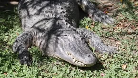 鳄鱼在动物园里睡觉视频的预览图