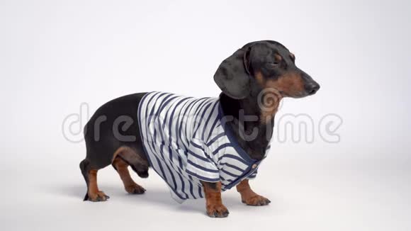 一只黑色和褐色的可爱的狗的肖像穿着一件蓝色和白色条纹的休闲T恤在灰色背景上被隔离视频的预览图