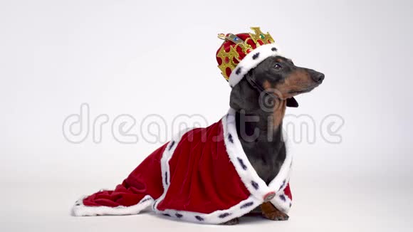黑褐色可爱的达克顺德狗穿着红色的皇家斗篷和白色背景的皇冠视频的预览图