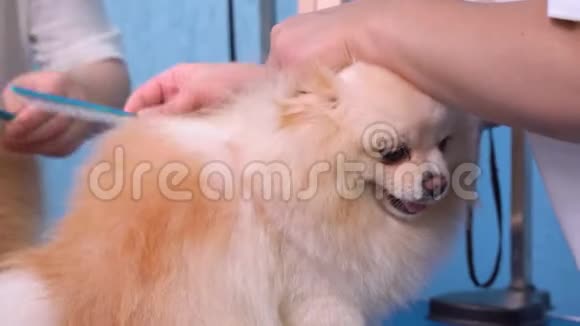 美容师修剪头发可爱的波美拉尼亚斯比茨狗梳梳美容沙龙视频的预览图