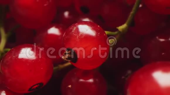 鲜红色醋栗浆果明亮的光线极端近景视频的预览图