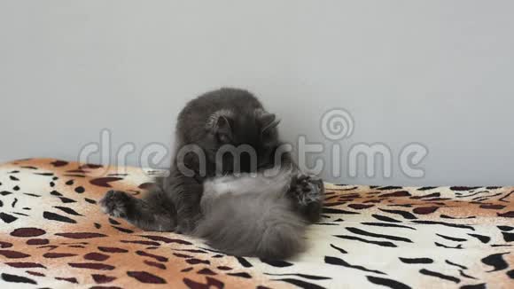 那只深灰色的毛茸茸的猫很滑稽地坐在床上舔着咬着他的肚子视频的预览图