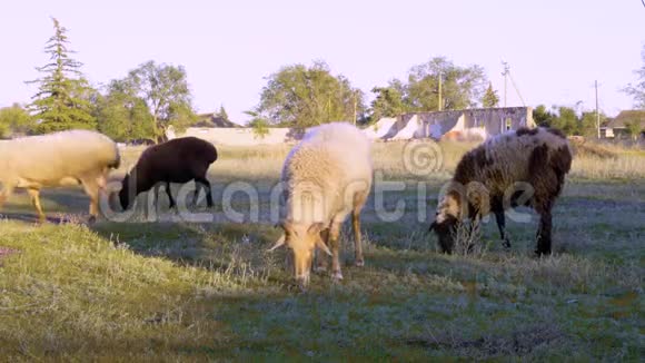 在村子里的田野上放牧的羊群视频的预览图