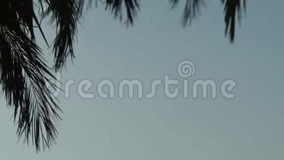 剪影棕榈树的叶子在蓝天海滩附近随风摆动视频的预览图