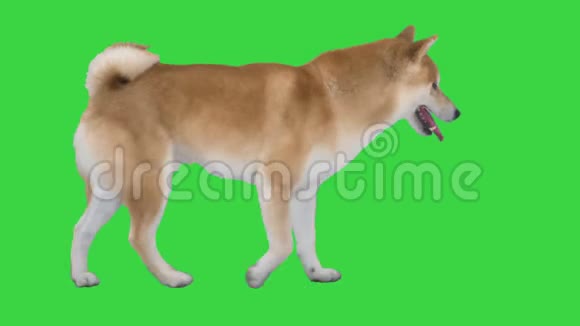 可爱的石巴狗走在绿色的屏幕上色度键视频的预览图