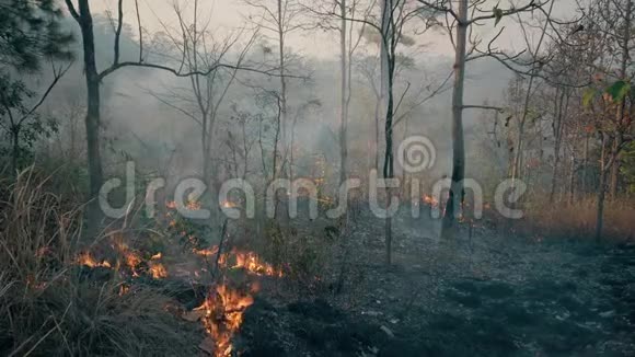气候危机国家公园的火焰和烟雾森林大火毁坏了雨林4k视频的预览图