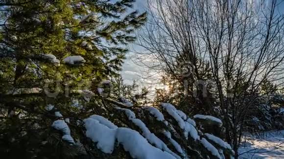 冬天在森林里下雪圣诞节晚上下雪在圣诞公园里下雪了美丽美丽视频的预览图