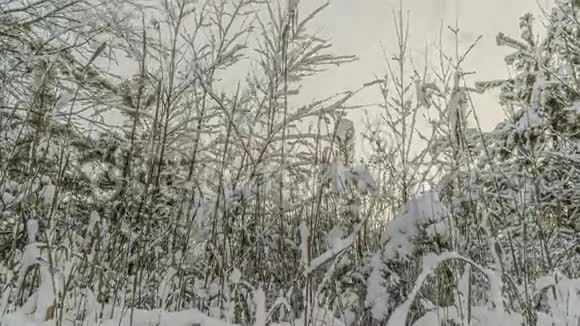 一片美丽的冬天一棵年轻的松树在美丽的冬天背景下随着时间的流逝而降雪视频的预览图