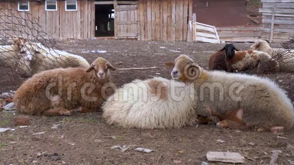 一群羊在新鲜空气中吃和休息视频的预览图