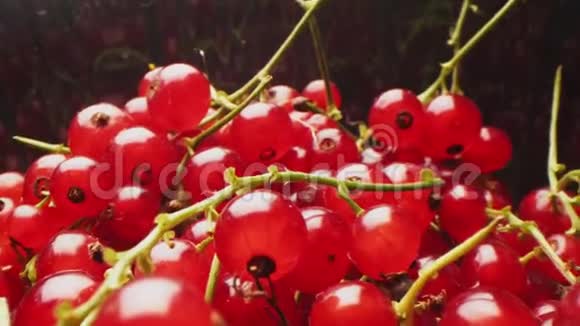 嫩枝上成熟红醋栗浆果的运动视频的预览图