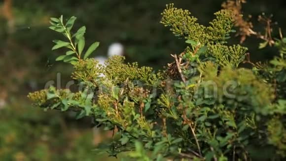 躲在灌木丛后面的奇科尼亚鸟视频的预览图