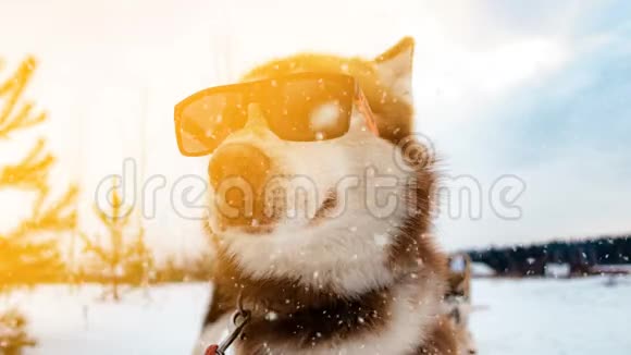 戴墨镜的狗的肖像摄影降雪视频的预览图