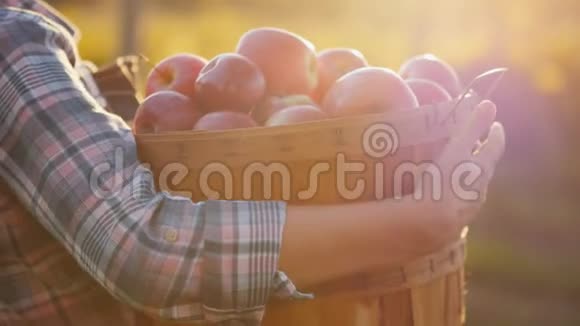 一个农民拿着一篮子成熟的红苹果小花园和有机产品概念视频的预览图